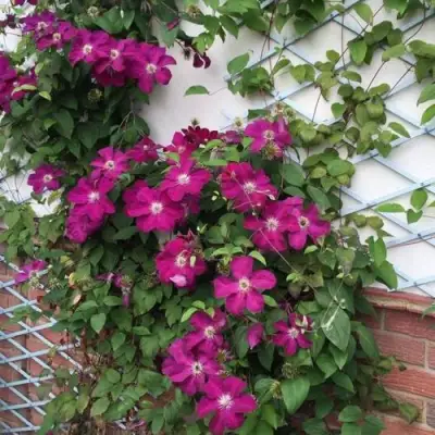 Клематис ЭРНЕСТ МАРКХАМ в Лиде