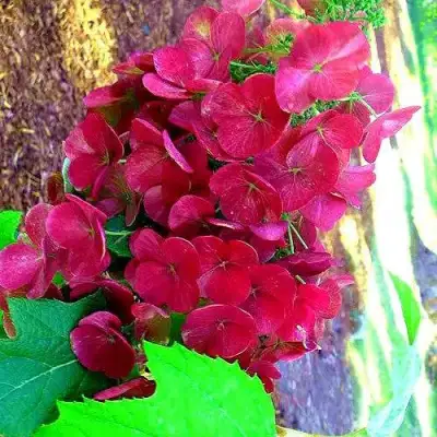 Гортензия АМЕТИСТ дуболистная в Лиде