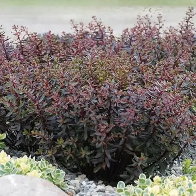 Очиток (седум) САНСПАРКЛЕР ДЖЕЙД ТАФФЕТ в Лиде