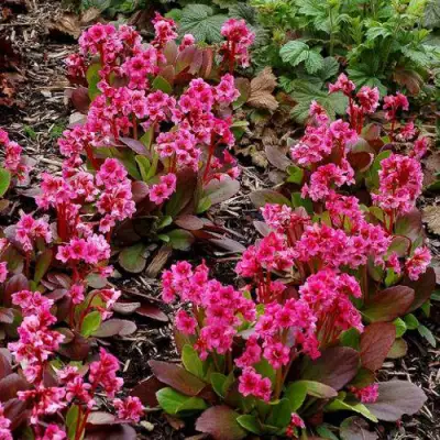 Бадан ФЛИРТ в Лиде