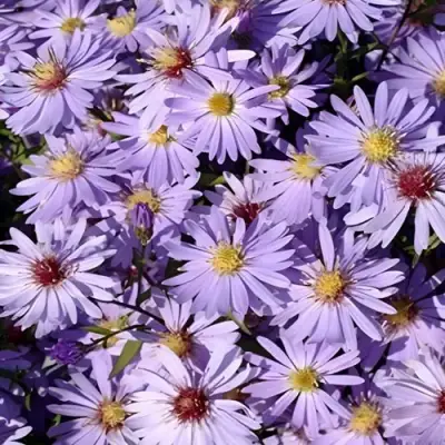 Астра БЛЮ ХЕВЕН сердцелистная в Лиде