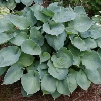 Хоста МУНЛАЙТ СОНАТА гибридная в Лиде