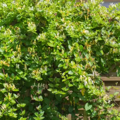 Жимолость ХАЛЛИАНА японская (Хелиана) в Лиде