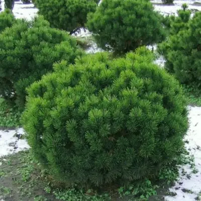 Сосна горная МУГУС в Лиде