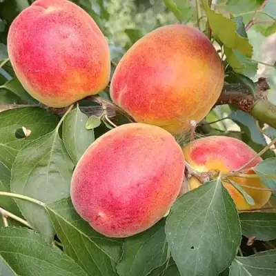 Абрикос ОСОБЕННЫЙ ДЕНИСЮКА в Лиде