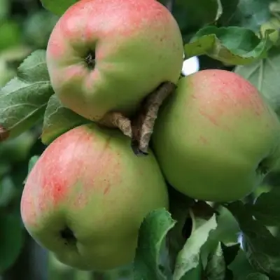 Яблоня УТРО в Лиде