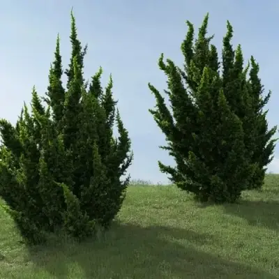 Можжевельник КАЙЗУКА китайский в Лиде
