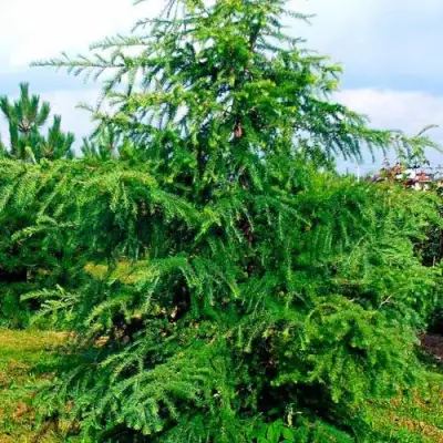 Лиственница европейская в Лиде