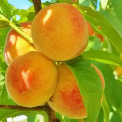 Персик ВЕТЕРАН в Лиде