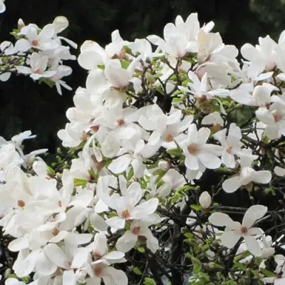 Магнолия КОБУС в Лиде