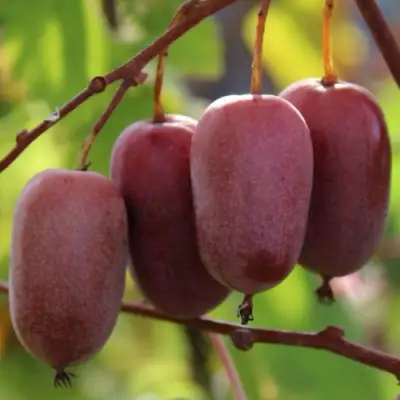 Актинидия ПУРПУРНО САДОВАЯ  аргута в Лиде