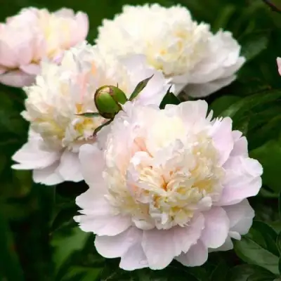 Пион ШИРЛИ ТЕМПЛ травянистый в Лиде