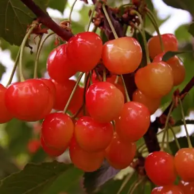 Черешня ФАТЕЖ в Лиде