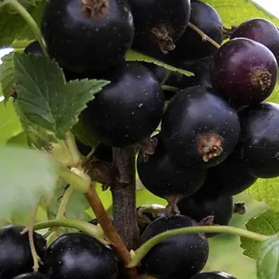 Смородина чёрная НЕСТЕР КОЗИН в Лиде