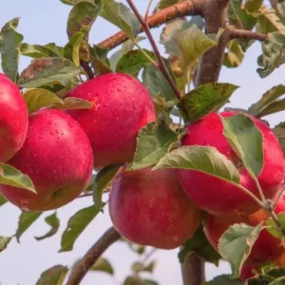 Яблоня РОЖДЕСТВЕНСКОЕ в Лиде