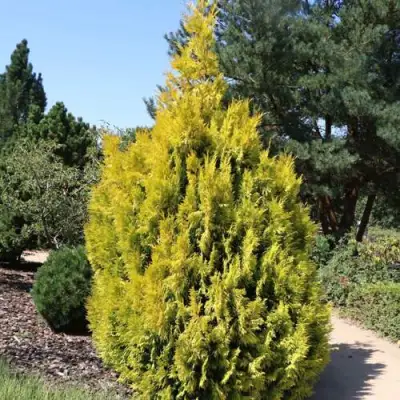 Туя СТОУНХАМ ГОЛД складчатая в Лиде