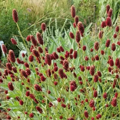 Кровохлебка БИТЛВИНГЗ в Лиде