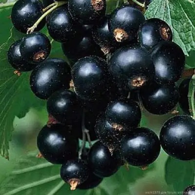 Смородина черная БЕН КОНАН в Лиде