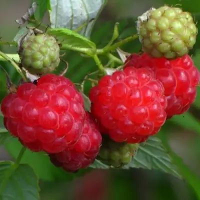 Малина СОЛНЫШКО в Лиде