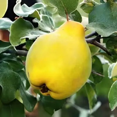 Айва МИР в Лиде