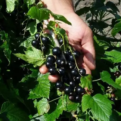 Смородина чёрная СЕЛЕЧЕНСКАЯ в Лиде