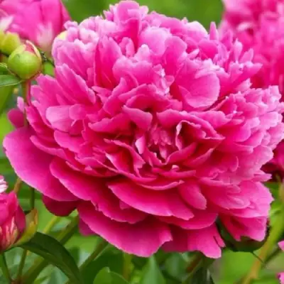 Пион НОЧНЫЕ ГРЕЗЫ древовидный в Лиде