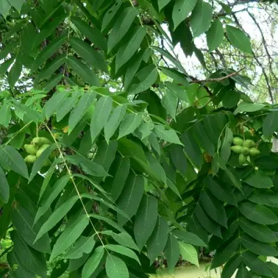 Орех МАНЬЧЖУРСКИЙ в Лиде