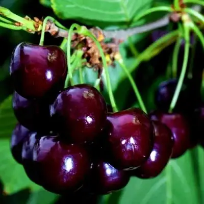 Дюк НОЧКА в Лиде