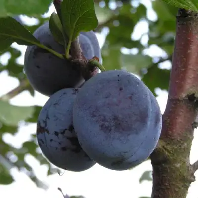 Слива ВЕНГЕРКА БЕЛОРУССКАЯ в Лиде