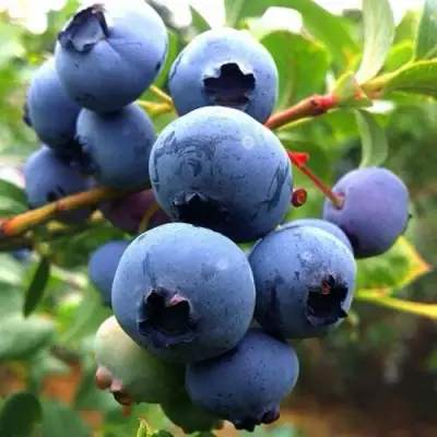 Голубика ДЮК в Лиде