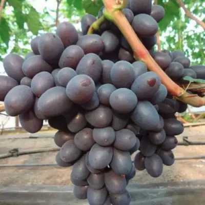 Виноград ПОДАРОК НЕСВЯТАЯ в Лиде