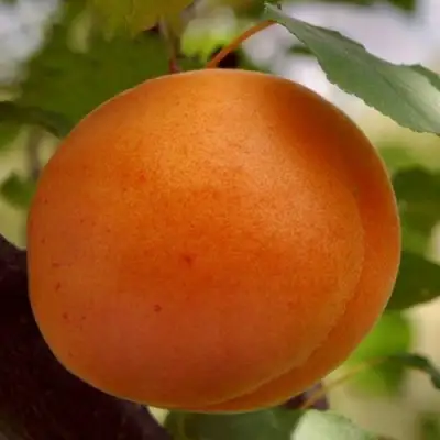 Абрикос ОЛИМП в Лиде