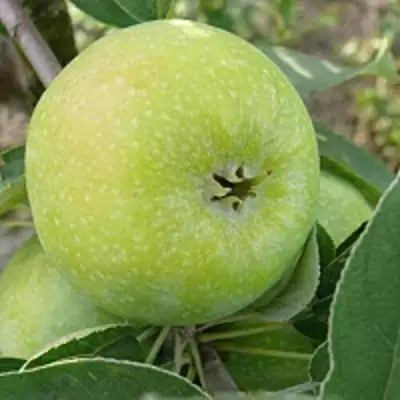 Яблоня РЕНЕТ СИМИРЕНКО в Лиде