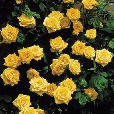 Роза ЛАНДОРА чайно-гибридная в Лиде