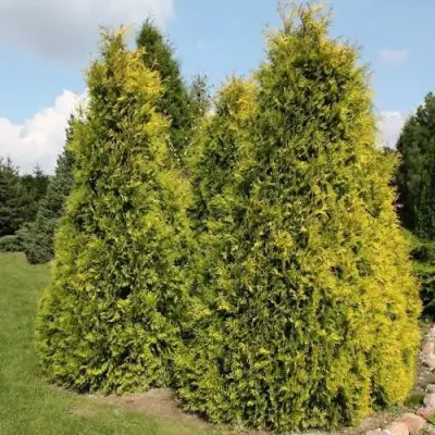 Туя АУРЕОСПИКАТА западная в Лиде