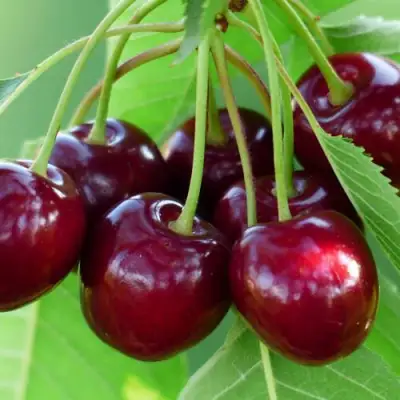 Дюк ЖИВИЦА (ЧЕРЕВИШНЯ) в Лиде