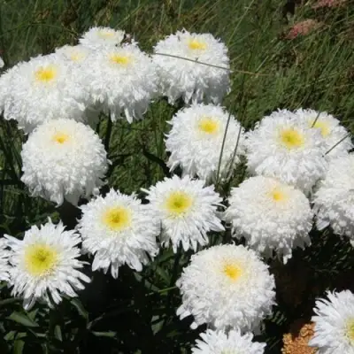 Нивяник ФИОНА ГОГХИЛЛ великолепный в Лиде