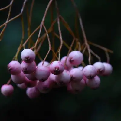 Рябина ПЕКИНСКАЯ сладкоплодная в Лиде