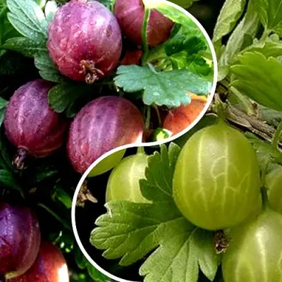 Комплект РЕДКИЙ СЧАСТЛИВЧИК в Лиде