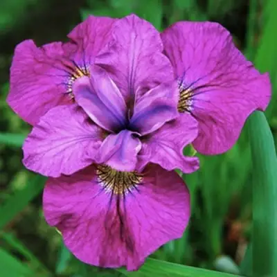 Ирис СИ Я ЛЕЙТЕР сибирский в Лиде