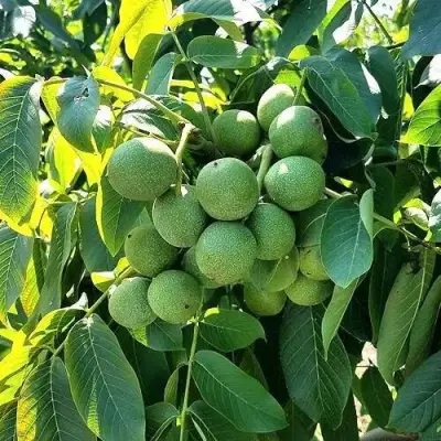 Грецкий орех  ИЗЯЩНЫЙ в Лиде