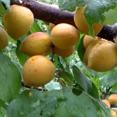 Абрикос МАНИТОБА в Лиде