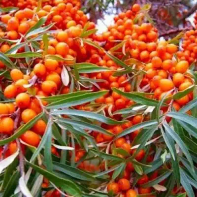 Облепиха ВОРОБЬЕВСКАЯ в Лиде