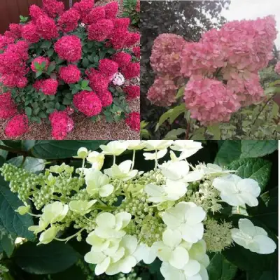 Комплект САД ЭМОЦИЙ в Лиде