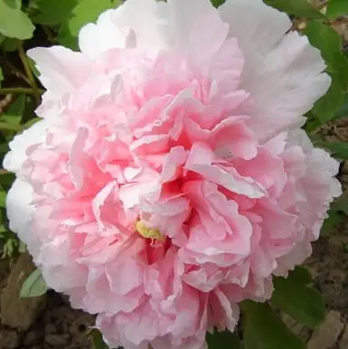 Пион БУКЕТ РОЗОВЫХ ГВОЗДИК древовидный в Лиде