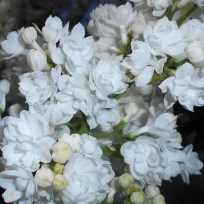 Сирень МИСС ЭЛЕН ВИЛМОТТ в Лиде