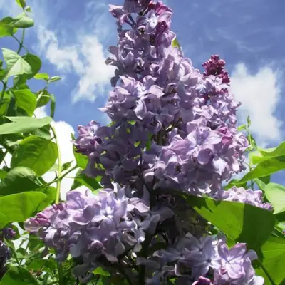 Сирень КРЫЛЬЯ НАДЕЖДЫ в Лиде