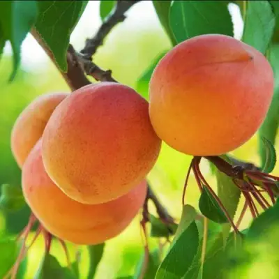 Абрикос ДЕБЮТ в Лиде