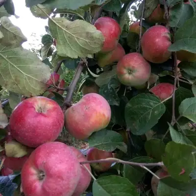 Яблоня АЛЬВА в Лиде