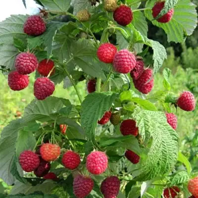 Малина БРУСИЛОВСКАЯ в Лиде